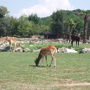Nile Lechwe