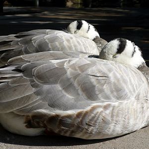 San Diego Zoo Safari Park 24.09.2010