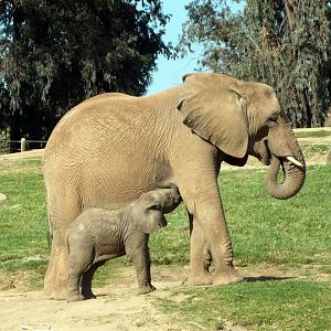 San Diego Zoo Safari Park 24.09.2010