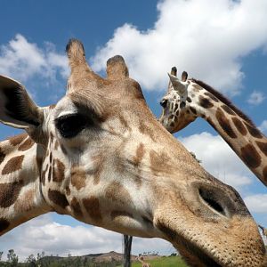 San Diego Zoo Safari Park 24.09.2010