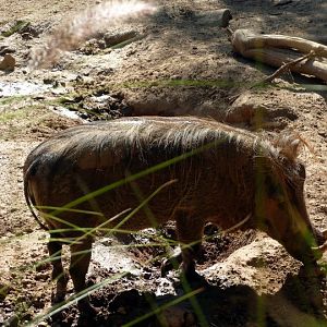 San Diego Zoo Safari Park 24.09.2010