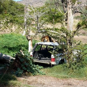 San Diego Zoo Safari Park 24.09.2010