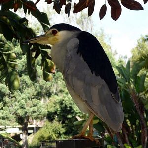 San Diego Zoo Safari Park 24.09.2010