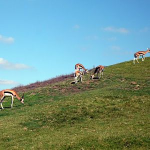 San Diego Zoo Safari Park 24.09.2010
