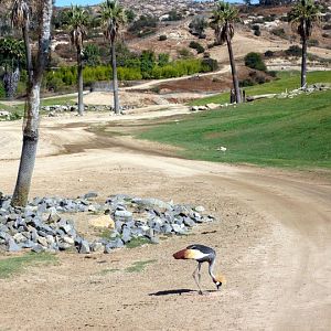 San Diego Zoo Safari Park 24.09.2010