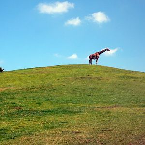 San Diego Zoo Safari Park 24.09.2010