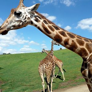 San Diego Zoo Safari Park 24.09.2010