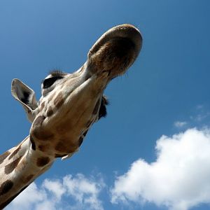 San Diego Zoo Safari Park 24.09.2010