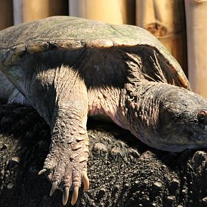 snapping turtle