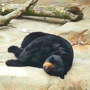 Apr. 2013 - Bear Hill - American Black Bear