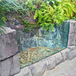 Apr. 2013 - Discovery Forest - Future Carnivorous Plant Exhibit