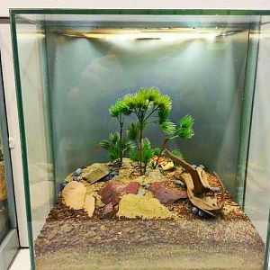 Apr. 2013 - World of the Insect - Blue Death Feigning Beetle Exhibit