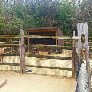 Apr. 2013 - Childrens Zoo - Miniature Donkey + Sheep Exhibit