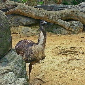 Apr. 2013 - Wildlife Canyon - Emu