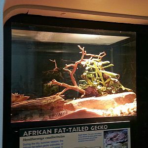 Apr. 2013 - Renovated Reptile House - African Fat-tailed Gecko