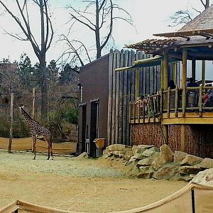 Apr. 2013 - Africa - Giraffe Ridge - Renovated Giraffe Viewing