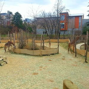 Apr. 2013 - Africa - Giraffe Ridge - Masai Giraffe Family