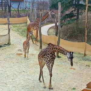Apr. 2013 - Africa - Giraffe Ridge - Masai Giraffe Family