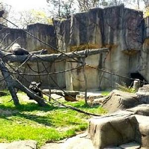 Apr. 2013 - Gorilla World - Western Lowland Gorilla Exhibit Panorama