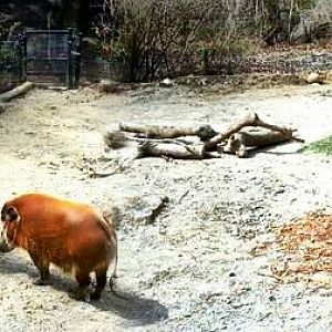 Apr. 2013 - Wildlife Canyon - Red River Hog Exhibit