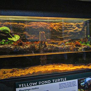 Apr. 2013 - Reptile House - New Yellow Pond Turtle Exhibit