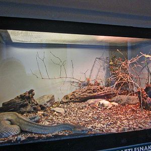 Apr. 2013 - Reptile House - Aruba Island Rattlesnake Exhibit