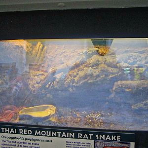 Apr. 2013 - Reptile House - New Thai Red Mountain Rat Snake Exhibit