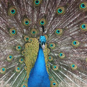 Peacock displaying at SLWAP