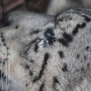 Snow Leopard at SLWAP
