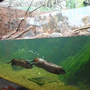 Rivers of the World - Mississippi River