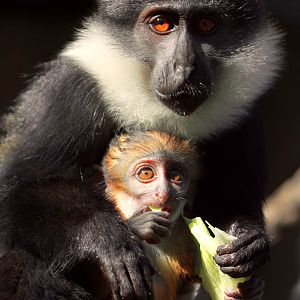 L'hoest Monkey at Wroclaw Zoo