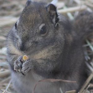 siberian ground squirrel