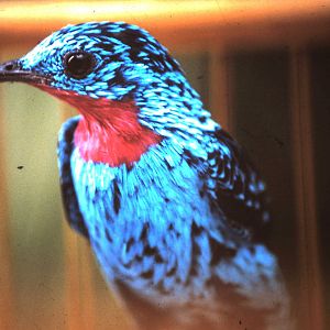 Spangled cotinga