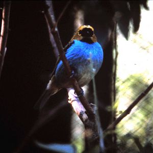 Tangara cyanoventris