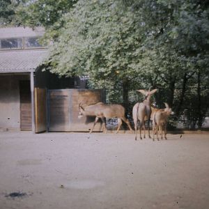 Roan antilopes