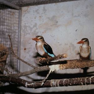 Grey-headed kingfishers