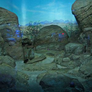 Apr. 2013 - Night Hunters - Bat-eared Fox Exhibit