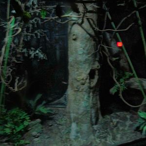 Apr. 2013 - Jungle Trails - Grey Bamboo Lemur Exhibit