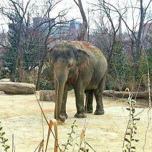 Apr. 2013 - Elephant Reserve - Jati - Malaysian Elephant