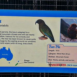 Apr. 2013 - Lorikeet Landing - Kea Encounter Sign