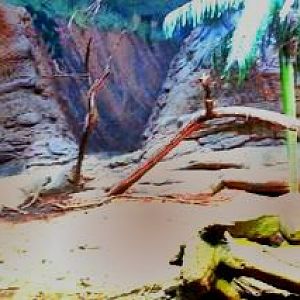 Apr. 2013 - Dragons! - Komodo Dragon Indoor Exhibit Panorama