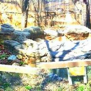 Apr. 2013 - Dragons! - Outdoor Komodo Dragon Exhibit Panorama