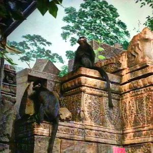 Apr. 2013 - Jungle Trails - Francois Langurs