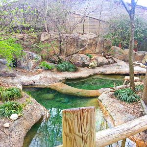 Apr. 2013 - Penguin Walkabout - Little Penguin Exhibit