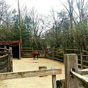 Apr. 2013 - Childrens Zoo - Alpaca + Llama Exhibit