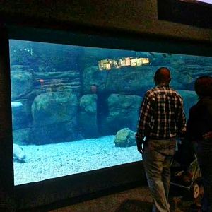 Apr. 2013 - Manatee Springs - Florida Manatee Tank - Second Viewing