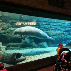 Apr. 2013 - Manatee Springs - Florida Manatee Tank - First Viewing