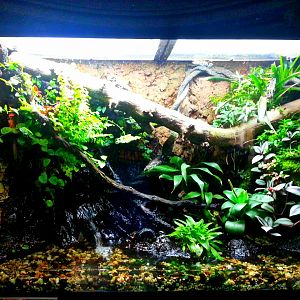 Apr. 2013 - Reptile House - Amazon Milk Frog Exhibit