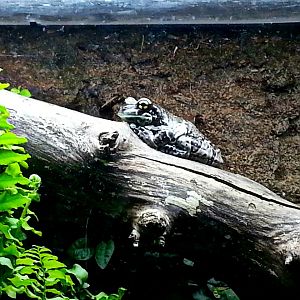 Apr. 2013 - Reptile House - Amazon Milk Frog