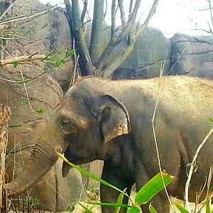 Apr. 2013 - Elephant Reserve - My-Thai - Indian Elephant